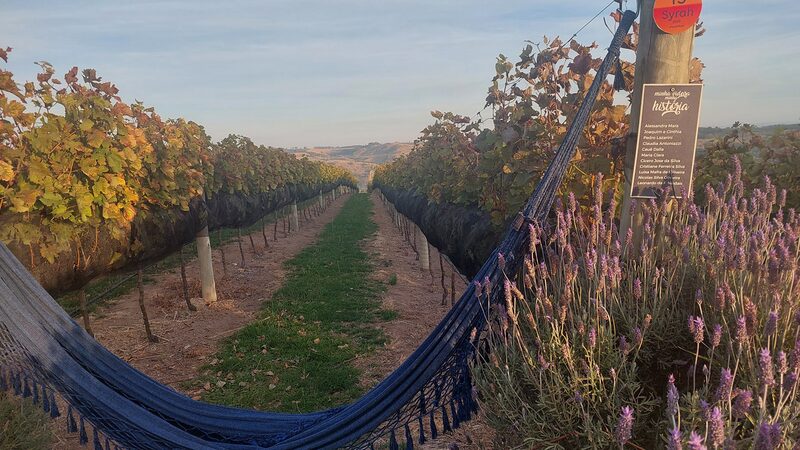 Como o turismo transformou a terra do café em nova fronteira do vinho no Brasil Como o turismo transformou a terra do café em nova fronteira do vinho no Brasil