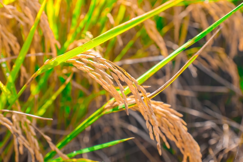 La resistencia de alimentos que se modifican pueden mejorar nuestra salud e inclusive ayudar a mitigar y adaptarnos mejor a los cambios que amenazan nuestro ambiente. La resistencia de alimentos que se modifican pueden mejorar nuestra salud e inclusive ayudar a mitigar y adaptarnos mejor a los cambios que amenazan nuestro ambiente.