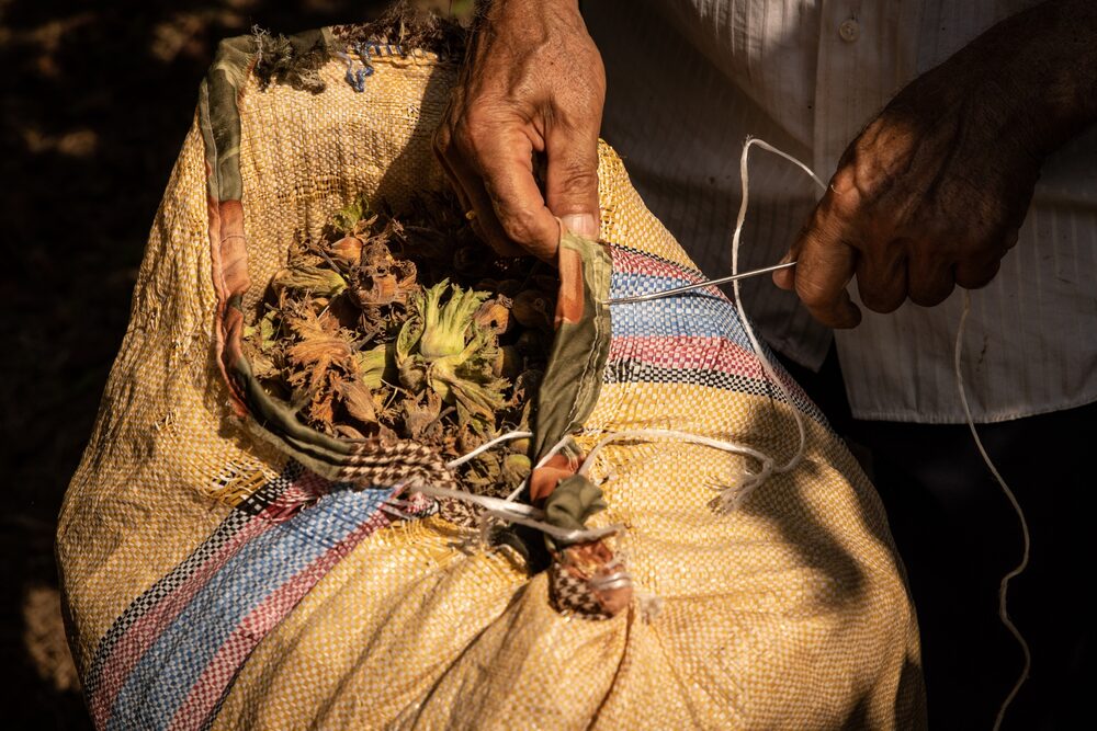 Turquía representa alrededor del 65% de la producción mundial de avellanas. Fotografia: Chris McGrath/Getty Images Turquía representa alrededor del 65% de la producción mundial de avellanas. Fotografia: Chris McGrath/Getty Images