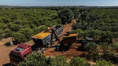 La victoria de Lula frustra las esperanzas del lobby agrícola brasileño de acercarse al poder La victoria de Lula frustra las esperanzas del lobby agrícola brasileño de acercarse al poder