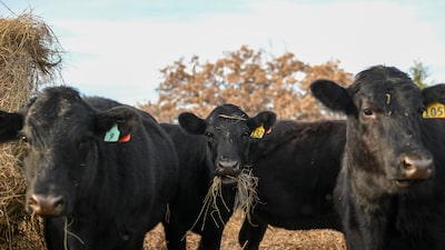 La plaga mortal del gusano barrenador reaviva viejos temores en los ranchos de Texas La plaga mortal del gusano barrenador reaviva viejos temores en los ranchos de Texas