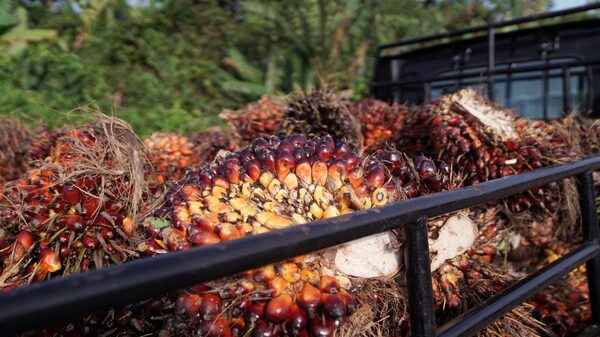 En nuevo shock, Indonesia amplía prohibición de exportaciones de aceite de palma En nuevo shock, Indonesia amplía prohibición de exportaciones de aceite de palma