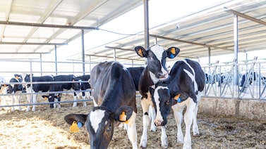 MSD Saúde Animal mira maior uso de dados para ‘ouvir’ os bovinos e elevar eficiência MSD Saúde Animal mira maior uso de dados para ‘ouvir’ os bovinos e elevar eficiência