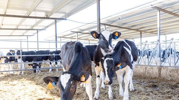 MSD Saúde Animal mira maior uso de dados para ‘ouvir’ os bovinos e elevar eficiência MSD Saúde Animal mira maior uso de dados para ‘ouvir’ os bovinos e elevar eficiência