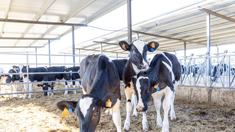 MSD Saúde Animal mira maior uso de dados para ‘ouvir’ os bovinos e elevar eficiência MSD Saúde Animal mira maior uso de dados para ‘ouvir’ os bovinos e elevar eficiência