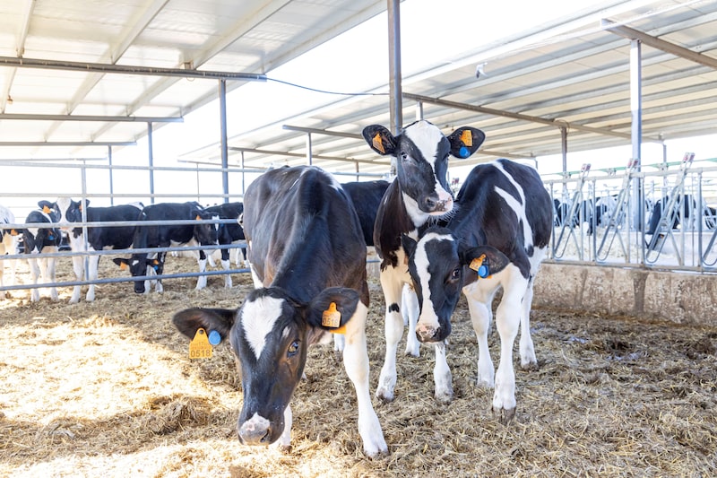 MSD Saúde Animal: Sense Hub monitora gados de leite MSD Saúde Animal: Sense Hub monitora gados de leite