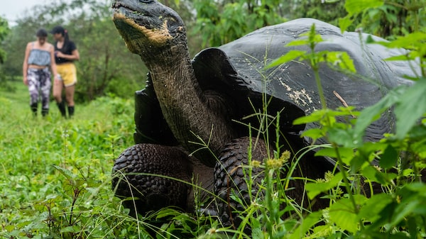 Galápagos rompe récord de turistas en un mes: ¿cuántos llegaron en marzo? Galápagos rompe récord de turistas en un mes: ¿cuántos llegaron en marzo?