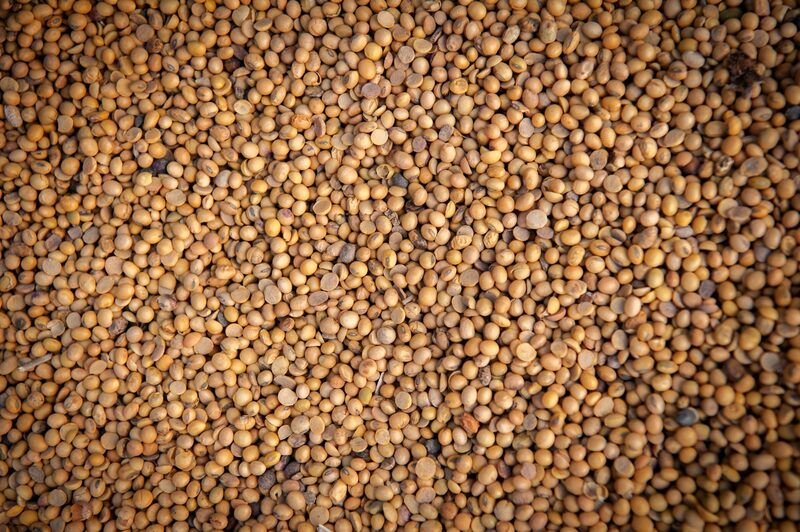 Falta de fertilizante afeta custos e planejamento da safra Falta de fertilizante afeta custos e planejamento da safra