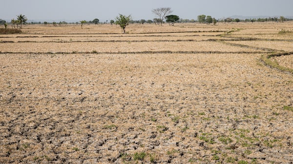 ‘Sem lugar para se esconder’: gestores globais correm para blindar carteiras contra El Niño ‘Sem lugar para se esconder’: gestores globais correm para blindar carteiras contra El Niño