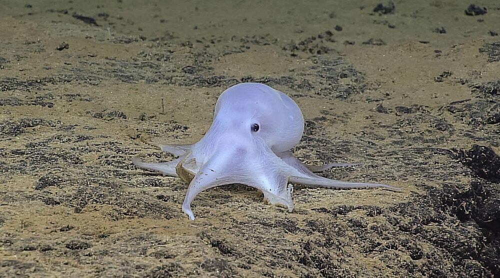 This ghost octopus lays its eggs on the stalks of sponges attached to polymetallic nodules on the seabed in the Clarion-Clipperton Zone. This ghost octopus lays its eggs on the stalks of sponges attached to polymetallic nodules on the seabed in the Clarion-Clipperton Zone.