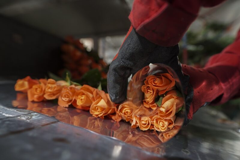 Un trabajador arregla rosas para ser empacadas para su exportación en el vivero Belén de los Tejares en Chía, Colombia, el viernes 22 de enero de 2021. Un trabajador arregla rosas para ser empacadas para su exportación en el vivero Belén de los Tejares en Chía, Colombia, el viernes 22 de enero de 2021.