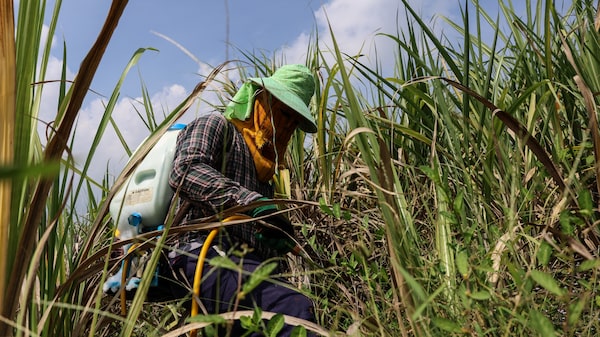 Super El Niño deve transformar excesso de açúcar em déficit no Brasil e na Ásia Super El Niño deve transformar excesso de açúcar em déficit no Brasil e na Ásia