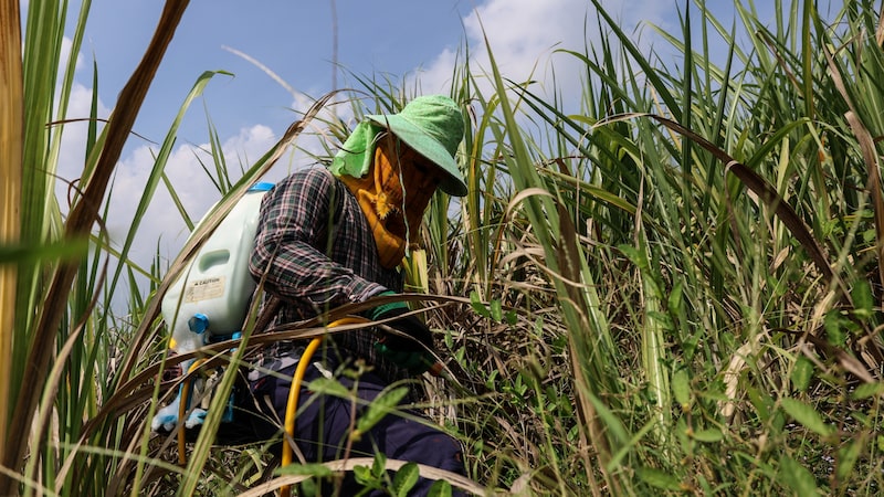 Super El Niño deve transformar excesso de açúcar em déficit no Brasil e na Ásia Super El Niño deve transformar excesso de açúcar em déficit no Brasil e na Ásia