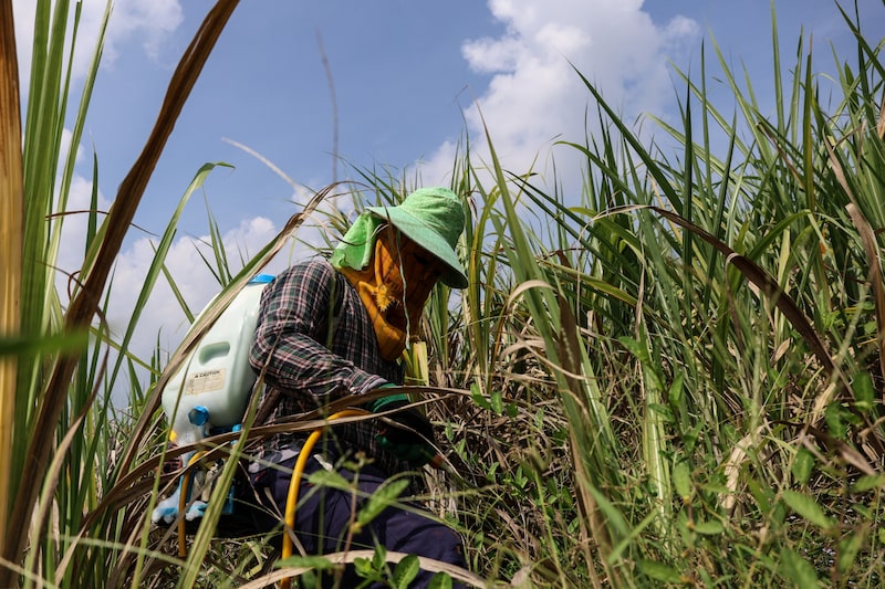Concentração da produção no Brasil, na Índia e na Tailândia — países expostos ao fenômeno climático — faz do açúcar um importante indicador dos danos mais amplos às lavouras (Foto: Bloomberg) Concentração da produção no Brasil, na Índia e na Tailândia — países expostos ao fenômeno climático — faz do açúcar um importante indicador dos danos mais amplos às lavouras (Foto: Bloomberg)