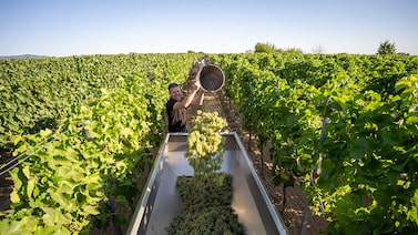 Calor extremo antecipa colheita de uvas na Alemanha e reduz produção de vinhos no país Calor extremo antecipa colheita de uvas na Alemanha e reduz produção de vinhos no país