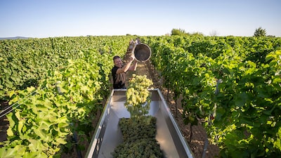 Calor extremo antecipa colheita de uvas na Alemanha e reduz produção de vinhos no país Calor extremo antecipa colheita de uvas na Alemanha e reduz produção de vinhos no país