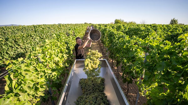 Calor extremo antecipa colheita de uvas na Alemanha e reduz produção de vinhos no país Calor extremo antecipa colheita de uvas na Alemanha e reduz produção de vinhos no país