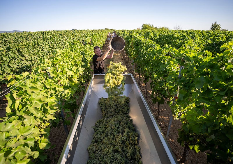 Produção de vinho da Alemanha para um nível inferior à média nacional dos últimos dez anos, de 8,7 milhões de hectolitros (Foto: Andreas Arnold/picture alliance via Getty Images) Produção de vinho da Alemanha para um nível inferior à média nacional dos últimos dez anos, de 8,7 milhões de hectolitros (Foto: Andreas Arnold/picture alliance via Getty Images)