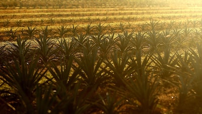 Ganador del Grammy y fundadora de Grupo Tashas harán aguardiente de agave similar al tequila Ganador del Grammy y fundadora de Grupo Tashas harán aguardiente de agave similar al tequila