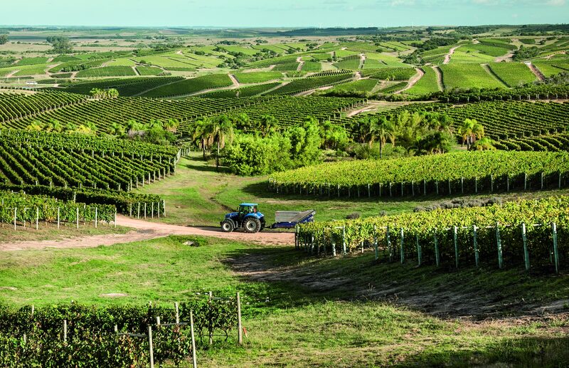 Cosecha de uvas en Uruguay, conocida como Vendimia. Cosecha de uvas en Uruguay, conocida como Vendimia.