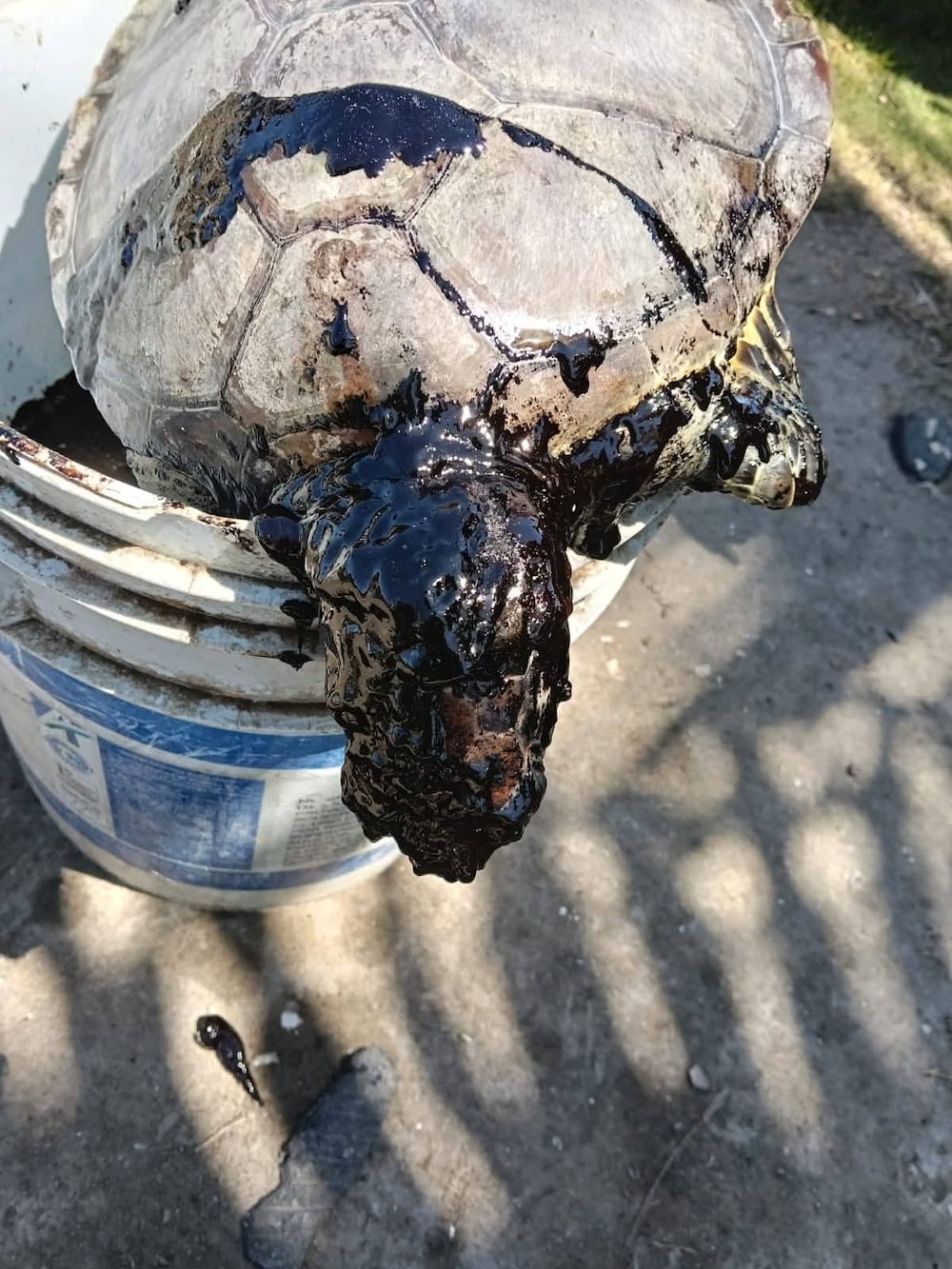 Cortesía: Red Corredor Arrecifal del Golfo de México 5 Cortesía: Red Corredor Arrecifal del Golfo de México 5