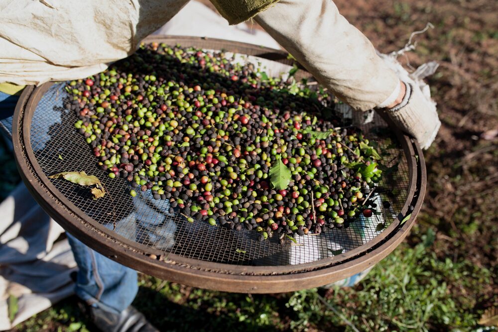 Además de los problemas climáticos, el mercado enfrenta dificultades logísticas que agravan la sensación de escasez. Además de los problemas climáticos, el mercado enfrenta dificultades logísticas que agravan la sensación de escasez.