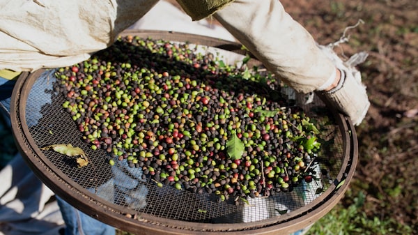 Roubo de café cresce no Brasil com disparada do preço e acende alerta no setor Roubo de café cresce no Brasil com disparada do preço e acende alerta no setor