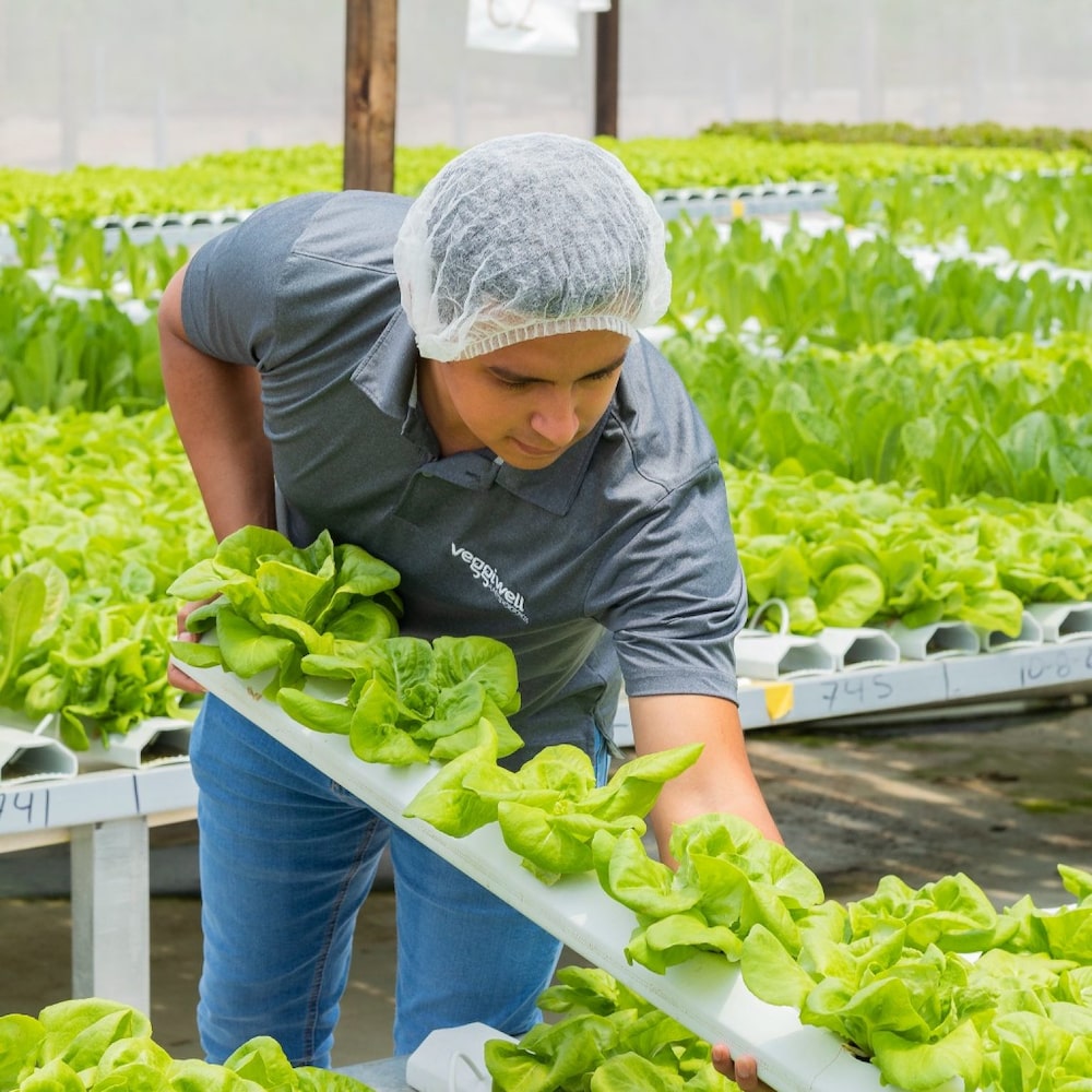 El invernadero cuenta con un lector de clima donde constantemente monitorean la humedad, temperatura, radiación y déficit de presión de vapor. El invernadero cuenta con un lector de clima donde constantemente monitorean la humedad, temperatura, radiación y déficit de presión de vapor.