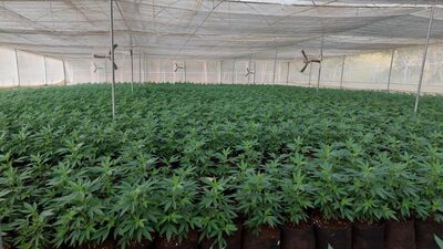 La estrategia del día Colombia: Por primera vez, Colombia exportó flor seca de cannabis La estrategia del día Colombia: Por primera vez, Colombia exportó flor seca de cannabis