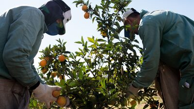 Empresa de suco de laranja dos EUA processa governo Trump por tarifas contra o Brasil Empresa de suco de laranja dos EUA processa governo Trump por tarifas contra o Brasil
