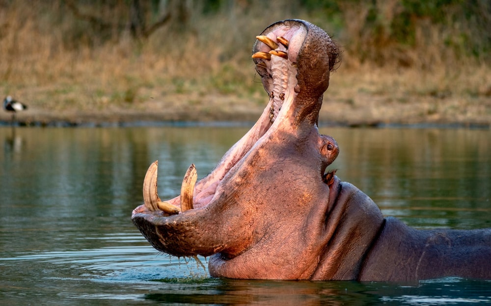 Colombia destinará unos US$2 millones para controlar los hipopótamos de Pablo Escobar. Colombia destinará unos US$2 millones para controlar los hipopótamos de Pablo Escobar.