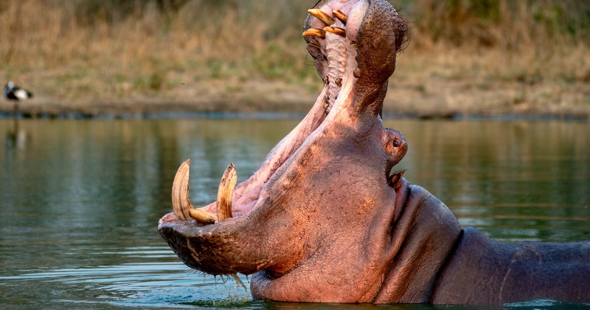 CONTROL HIPOPÓTAMOS COLOMBIA: EUTANASIA PLANIFICADA