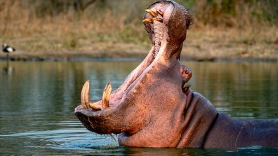 Hipopótamos de Pablo Escobar: el plan de US$2 millones de Colombia para controlarlos Hipopótamos de Pablo Escobar: el plan de US$2 millones de Colombia para controlarlos