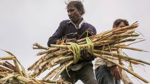 India limitará exportaciones de azúcar en nuevo riesgo para precios de alimentos India limitará exportaciones de azúcar en nuevo riesgo para precios de alimentos