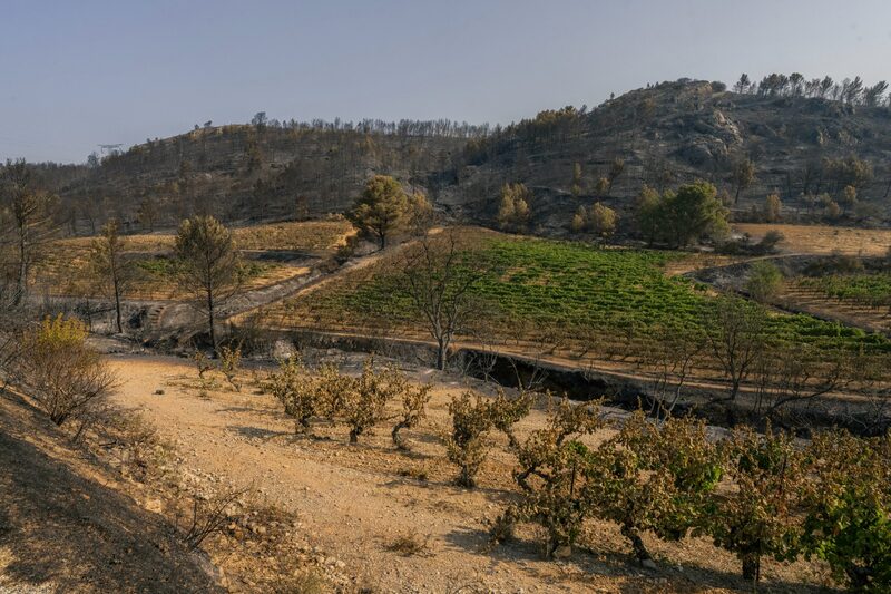 Apenas 10 dias antes do início da colheita na região, as uvas não podem mais ser usadas devido aos danos causados Apenas 10 dias antes do início da colheita na região, as uvas não podem mais ser usadas devido aos danos causados
