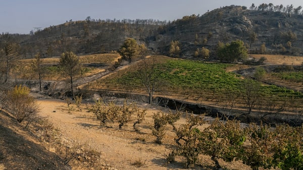 França vê cenário catastrófico no vinho após incêndios atingirem região produtora França vê cenário catastrófico no vinho após incêndios atingirem região produtora