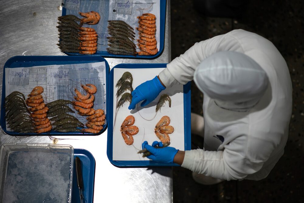 Control de calidad en la planta procesadora de Confremarca en Maracaibo. El comercio camaronero venezolano produjo alrededor de US$150 millones en 2021.Fotógrafo: Gaby Oraa/Bloomberg Control de calidad en la planta procesadora de Confremarca en Maracaibo. El comercio camaronero venezolano produjo alrededor de US$150 millones en 2021.Fotógrafo: Gaby Oraa/Bloomberg