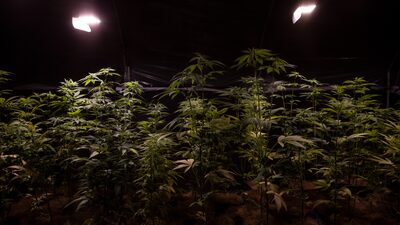 El Tribunal Supremo de Brasil despenaliza la marihuana para uso personal El Tribunal Supremo de Brasil despenaliza la marihuana para uso personal