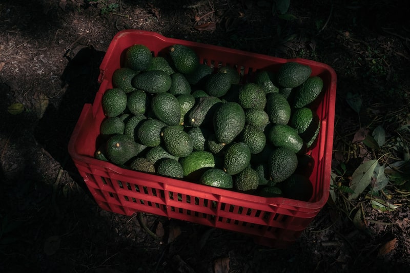 Los aranceles de Trump a México podrían elevar aún más los altos precios del aguacate Los aranceles de Trump a México podrían elevar aún más los altos precios del aguacate
