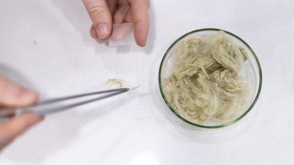 Moda sustentável: cientista desenvolve tecido a partir de algas Moda sustentável: cientista desenvolve tecido a partir de algas