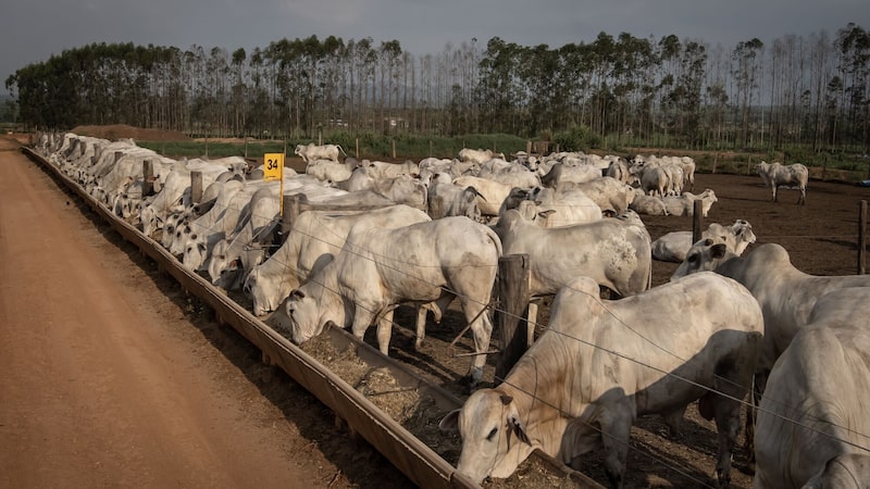 De salvaguarda da China ao ciclo do boi: os desafios da pecuária brasileira em 2026 De salvaguarda da China ao ciclo do boi: os desafios da pecuária brasileira em 2026