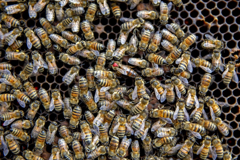 Un punto rojo se ve en la parte posterior de una reina de abeja melífera rusa, centro, en Merango, Illinois, Estados Unidos, el lunes 10 de septiembre de 2018. Un punto rojo se ve en la parte posterior de una reina de abeja melífera rusa, centro, en Merango, Illinois, Estados Unidos, el lunes 10 de septiembre de 2018.