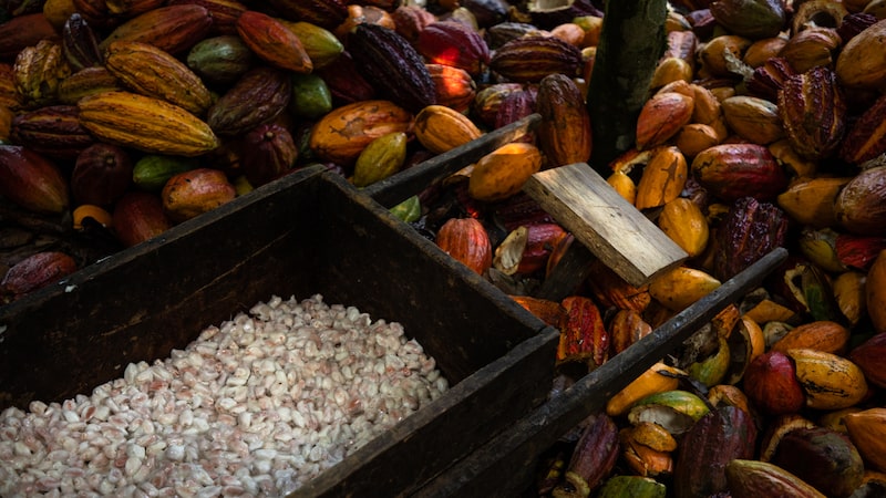 Herdeiros de marca de chocolate fino investiram em cacau próprio. Agora miram expansão Herdeiros de marca de chocolate fino investiram em cacau próprio. Agora miram expansão