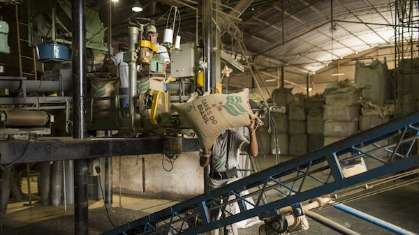 El mundo tendrá más café, pero el excedente previsto podría no frenar la volatilidad de los precios El mundo tendrá más café, pero el excedente previsto podría no frenar la volatilidad de los precios