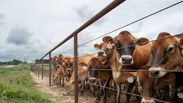 Exportações de carne da Nova Zelândia batem recorde com maior demanda dos EUA Exportações de carne da Nova Zelândia batem recorde com maior demanda dos EUA