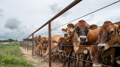 Exportações de carne da Nova Zelândia batem recorde com maior demanda dos EUA Exportações de carne da Nova Zelândia batem recorde com maior demanda dos EUA