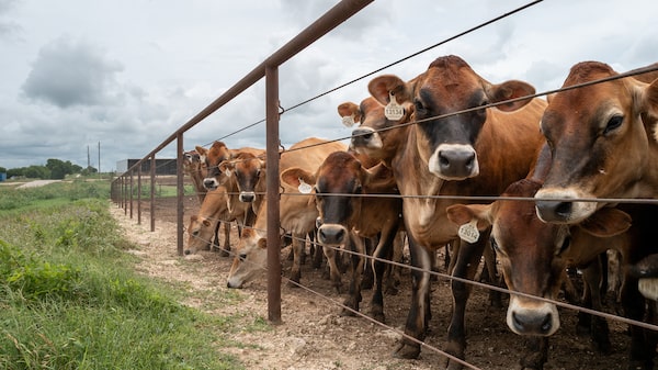 JBS fecha fábrica na Pensilvânia por escassez de gado JBS fecha fábrica na Pensilvânia por escassez de gado
