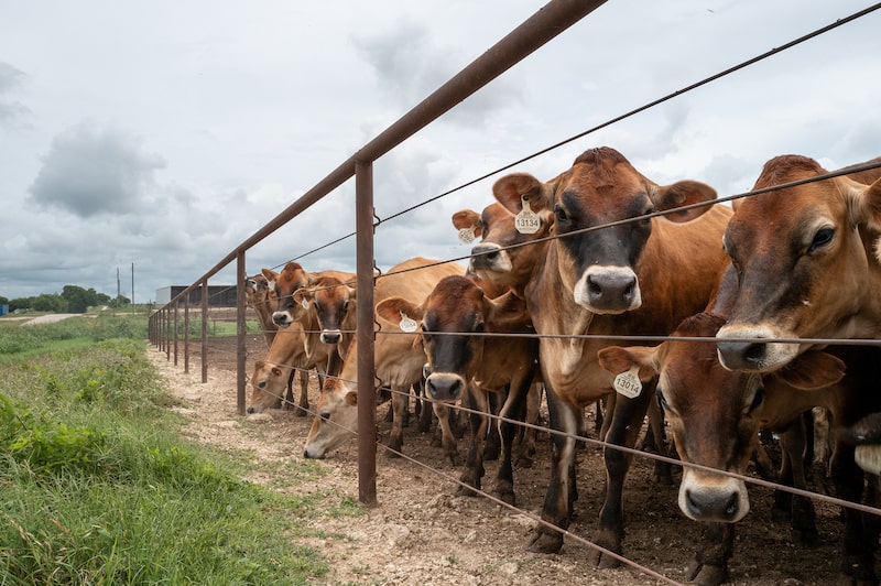 JBS fecha fábrica na Pensilvânia por escassez de gado JBS fecha fábrica na Pensilvânia por escassez de gado