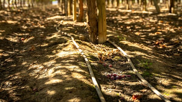 Argentina Kilimo levantó US$7,5 millones para reducir uso del agua de riego en campos con IA Argentina Kilimo levantó US$7,5 millones para reducir uso del agua de riego en campos con IA