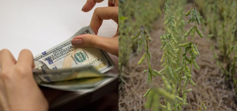 El Gobierno argentino busca acelerar la liquidación de soja con un nuevo dólar diferencial El Gobierno argentino busca acelerar la liquidación de soja con un nuevo dólar diferencial